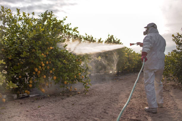 Best Wasp Removal Services  in Dry Ridge, OH